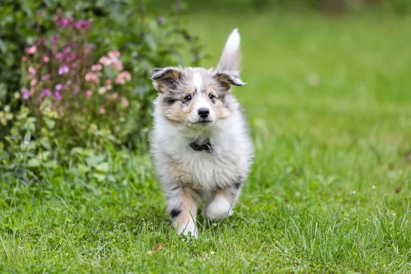 Bahçe çimlerinde yürüyen güzel, küçük bir çoban köpeği Sheltie yavrusu. Fotoğraf sıcak ve bulutlu bir günde çekildi..