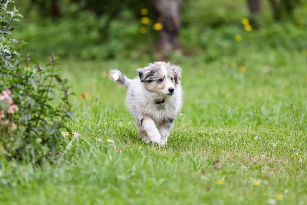 Bahçe çimlerinde yürüyen güzel, küçük bir çoban köpeği Sheltie yavrusu. Fotoğraf sıcak ve bulutlu bir günde çekildi..