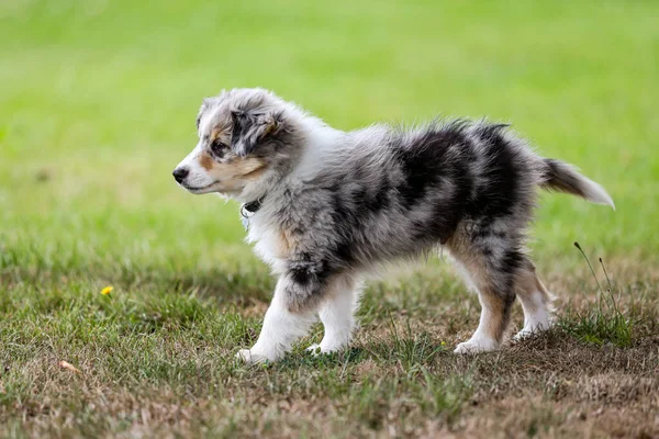 Beautiful Small Shetland Sheepdog Sheltie Puppy Walking Garden Grass Photo — Stock Photo, Image