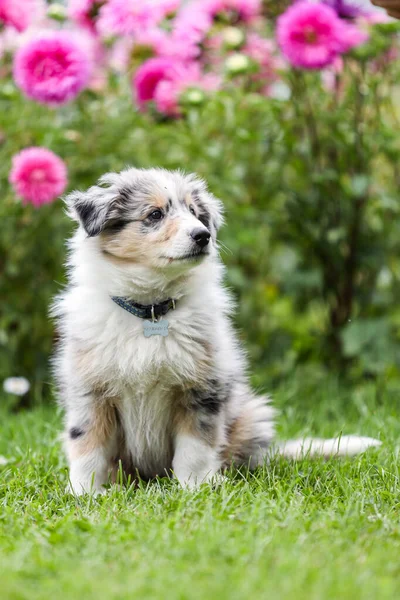 Arka planda çiçekleri olan güzel bir çoban köpeği Sheltie yavrusu. Fotoğraf sıcak bir yaz gününde çekildi..