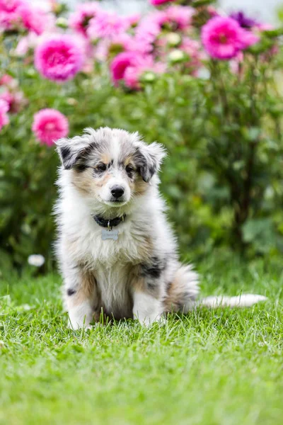 Bonito Pequeno Cão Pastor Shetland Prateleira Filhote Cachorro Com Flores — Fotografia de Stock