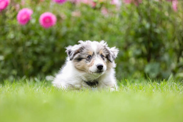 Beautiful small shetland sheepdog sheltie puppy with flowers on the background. Photo taken on a warm summer day.