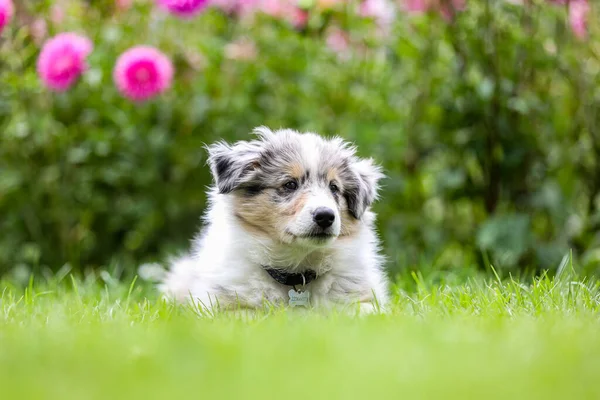 Schöner Kleiner Shetland Schäferhund Sheltie Welpe Mit Blumen Auf Dem — Stockfoto
