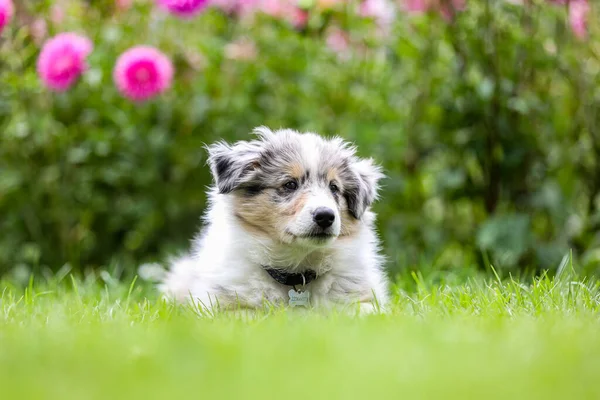 Hermoso Pequeño Perro Pastor Shetland Sheltie Cachorro Con Flores Fondo —  Fotos de Stock