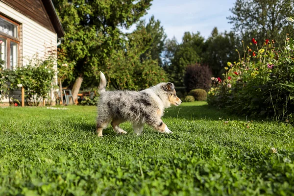 Kırsal alanda, küçük, genç bir köpek çoban köpeği mavi merle sheltie puppy. Fotoğraf sıcak ve bulutlu bir günde çekildi..