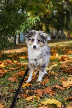 Sonbaharda yaprakların yanında kokan güzel mavi bir Sheltie yavrusu. Fotoğraf, sıcak bir kırsal günde çekildi..