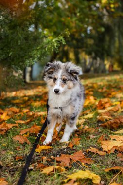 Sonbaharda yaprakların yanında kokan güzel mavi bir Sheltie yavrusu. Fotoğraf, sıcak bir kırsal günde çekildi..