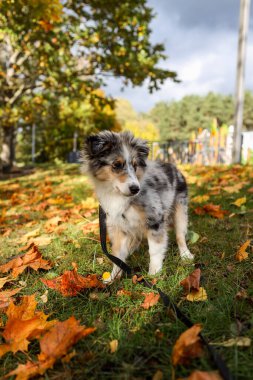 Sonbaharda yaprakların yanında kokan güzel mavi bir Sheltie yavrusu. Fotoğraf, sıcak bir kırsal günde çekildi..