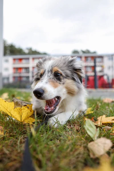 Sonbaharda yaprakların yanında kokan güzel mavi bir Sheltie yavrusu. Fotoğraf, sıcak bir kırsal günde çekildi..
