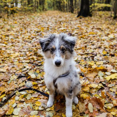 Sarı yaprakların üzerinde oturan küçük, güzel Sheltie yavrusu. Fotoğraf, sıcak bir sonbahar gününde çekildi..