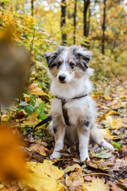 Sonbaharda bir orman yolunda oturan küçük, güzel Sheltie yavrusu. Fotoğraf sıcak bir günde çekildi..