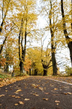 Sarı yapraklarla orman parkında yaya yolu. Fotoğraf, sıcak bir sonbahar gününde çekildi..