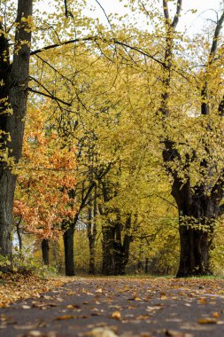 Sarı yapraklarla orman parkında yaya yolu. Fotoğraf, sıcak bir sonbahar gününde çekildi..