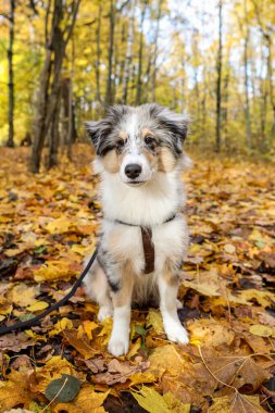 Sarı yaprakların üzerinde oturan küçük, güzel Sheltie yavrusu. Fotoğraf, sıcak bir sonbahar gününde çekildi..