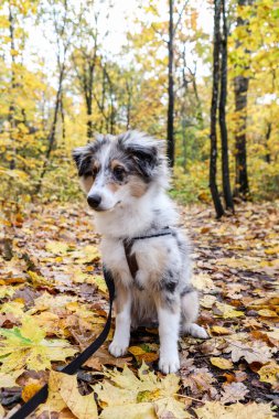 Sonbaharda bir orman yolunda oturan küçük, güzel Sheltie yavrusu. Fotoğraf sıcak bir günde çekildi..