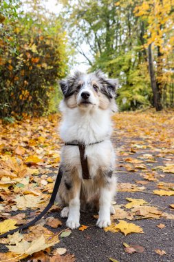 Küçük mavi Merle Sheltie köpek yavrusu yayaların üzerinde oturuyordu. Fotoğraf, sıcak bir sonbahar gününde çekildi..