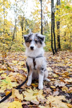 Sonbaharda bir orman yolunda oturan küçük, güzel Sheltie yavrusu. Fotoğraf sıcak bir günde çekildi..