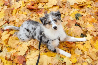 Küçük Sheltie köpek yavrusu sarı bir yaprak seti üzerinde yatıyor. Fotoğraf, sıcak bir sonbahar gününde çekildi..