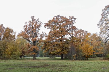 Büyük orman parkında sonbahar ağacı manzarası. Fotoğraf güneşli bir sonbahar gününde çekildi..