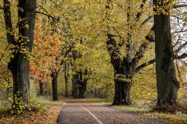 Sarı yapraklarla orman parkında yaya yolu. Fotoğraf, sıcak bir sonbahar gününde çekildi..