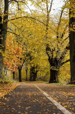 Sarı yapraklarla orman parkında yaya yolu. Fotoğraf, sıcak bir sonbahar gününde çekildi..