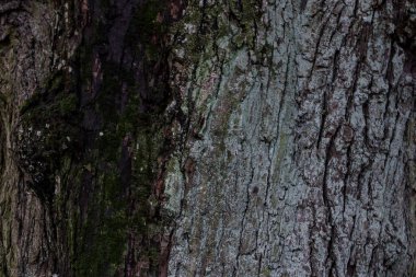 Büyük ağaç dokusu detayları. Fotoğraf, sıcak bir yaz gününde parkta çekildi..