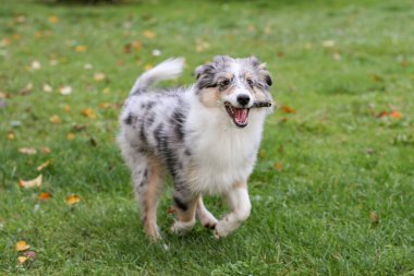 Bahçede mavi renkli çoban köpeği köpek yavrusu koşuşturuyor. Fotoğraf, sıcak bir sonbahar gününde çekildi..
