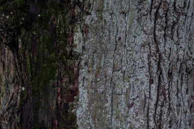 Büyük ağaç dokusu detayları. Fotoğraf, sıcak bir yaz gününde parkta çekildi..