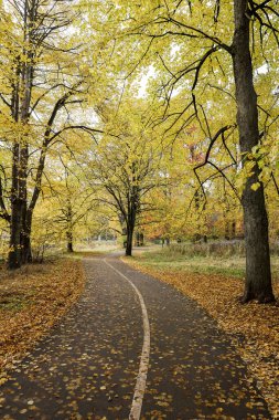 Yaya yolu olan büyük ağaçlı bir orman yolu. Fotoğraf sonbaharda, ekim ayında birçok sarı yaprakla çekildi..