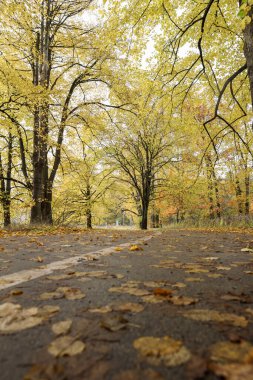 Yaya yolu olan büyük ağaçlı bir orman yolu. Fotoğraf sonbaharda, ekim ayında birçok sarı yaprakla çekildi..