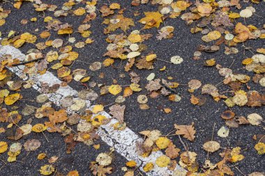 Bisiklet yolunda küçük sarı yapraklar döküldü. Fotoğrafın ortasında beyaz bir şerit var..