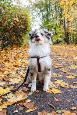 Küçük mavi Merle Sheltie köpek yavrusu yayaların üzerinde oturuyordu. Fotoğraf, sıcak bir sonbahar gününde çekildi..