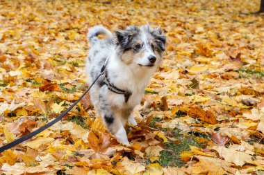 Sarı yaprakların üzerinde duran küçük Sheltie yavrusu. Fotoğraf, sıcak bir sonbahar gününde çekildi..