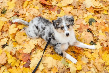 Küçük Sheltie köpek yavrusu sarı bir yaprak seti üzerinde yatıyor. Fotoğraf, sıcak bir sonbahar gününde çekildi..
