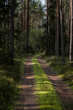 Ağaçların yanındaki küçük orman yolu. Fotoğraf, sıcak bir kırsal günde çekildi..