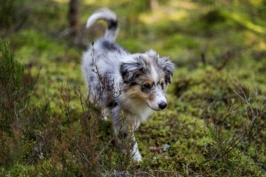 Küçük bir Shetland çoban köpeği orman ortamında kameraya doğru yürüyor. Fotoğraf sıcak bir yaz gününde çekildi..