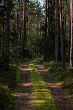 Ağaçların yanındaki küçük orman yolu. Fotoğraf, sıcak bir kırsal günde çekildi..