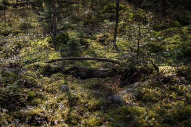 Artistik kasvetli orman manzarası. Gölgeli güneş ışığı. Fotoğraf yazın çekildi..