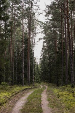Büyük çam ağaçlarının arasından geçen eski kırsal yol. Fotoğraf sıcak bir yaz gününde çekildi..