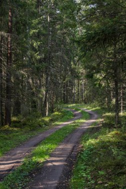 Büyük çam ağaçlarının arasından geçen eski kırsal yol. Fotoğraf sıcak bir yaz gününde çekildi..