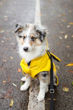 Sarı yağmurluklu küçük Shetland çoban köpeği Sheltie köpek yavrusu yaya yolunda oturuyor ve yere sonbahar yaprakları düşmüş. Fotoğraf bulutlu ve yağmurlu bir sonbahar gününde çekildi..