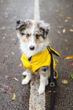 Sarı yağmurluklu küçük Shetland çoban köpeği Sheltie köpek yavrusu yaya yolunda oturuyor ve yere sonbahar yaprakları düşmüş. Fotoğraf bulutlu ve yağmurlu bir sonbahar gününde çekildi..