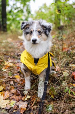 Sarı yağmurluklu küçük Shetland çoban köpeği Sheltie köpek yavrusu yaya yolunda oturuyor ve yere sonbahar yaprakları düşmüş. Fotoğraf bulutlu ve yağmurlu bir sonbahar gününde çekildi..