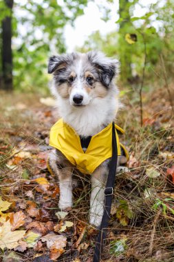 Sarı yağmurluklu küçük Shetland çoban köpeği Sheltie köpek yavrusu yaya yolunda oturuyor ve yere sonbahar yaprakları düşmüş. Fotoğraf bulutlu ve yağmurlu bir sonbahar gününde çekildi..