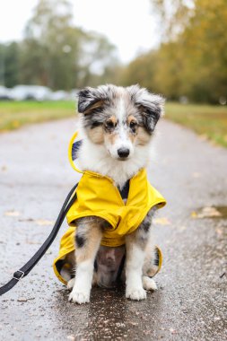 Sarı yağmurluk ceketli, yaya yolunda oturan küçük Sheltie yavrusu. Fotoğraf bulutlu bir sonbahar gününde çekildi..