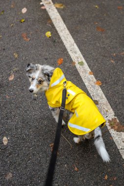 Sarı yağmurluklu küçük Shetland çoban köpeği Sheltie köpek yavrusu yaya yolunda oturuyor ve yere sonbahar yaprakları düşmüş. Fotoğraf bulutlu ve yağmurlu bir sonbahar gününde çekildi..