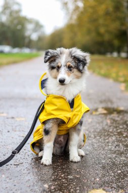 Sarı yağmurluk ceketli, yaya yolunda oturan küçük Sheltie yavrusu. Fotoğraf bulutlu bir sonbahar gününde çekildi..