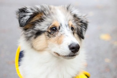 Sarı yağmurluk ceketli küçük Sheltie köpek portresi. Fotoğraf, sıcak bir kırsal günde çekildi..