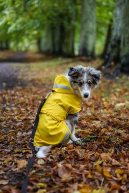 Küçük Shetland çoban köpeği Sheltie köpek yavrusu, sarı yağmurluklu sonbahar yaprakları yere düşmüş ve ahşap yolda oturuyor. Fotoğraf, sıcak bir sonbahar gününde çekildi..