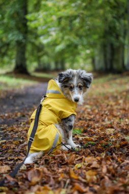 Küçük Shetland çoban köpeği Sheltie köpek yavrusu, sarı yağmurluklu sonbahar yaprakları yere düşmüş ve ahşap yolda oturuyor. Fotoğraf, sıcak bir sonbahar gününde çekildi..